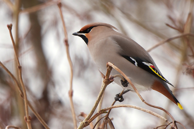 Bohemian Waxwing - Pestvogel