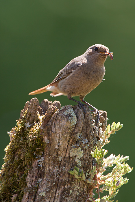 Black Redstart - Zwarte Roodstaart