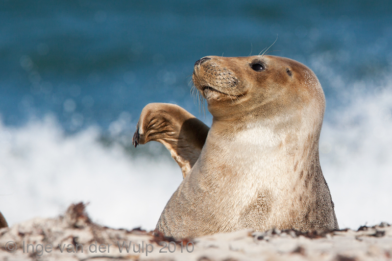 Grey seal - Grijze Zeehond - Halichoerus grypus