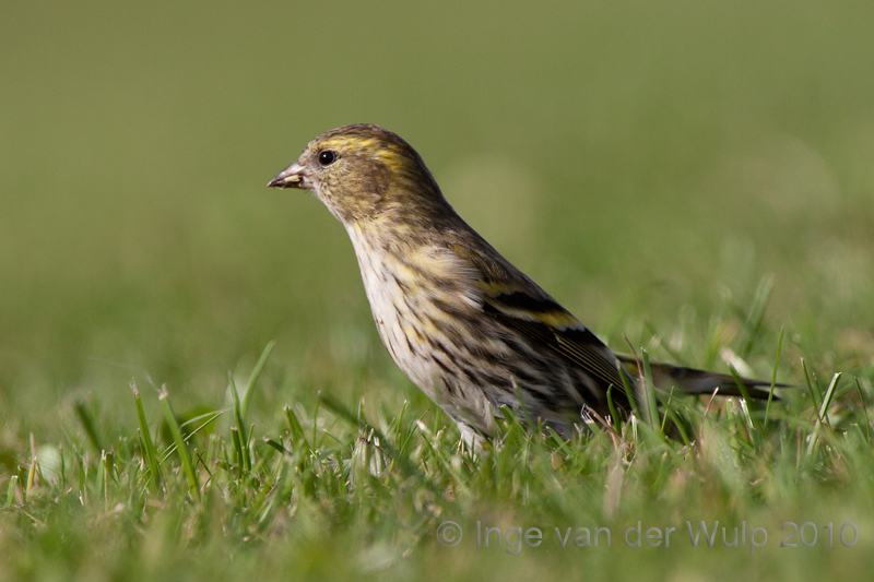 Siskin - Sijsje - Carduelis spinus
