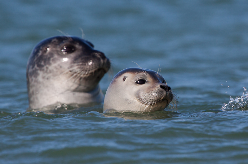 Common seal - Gewone Zeehond - Phoca vitulina