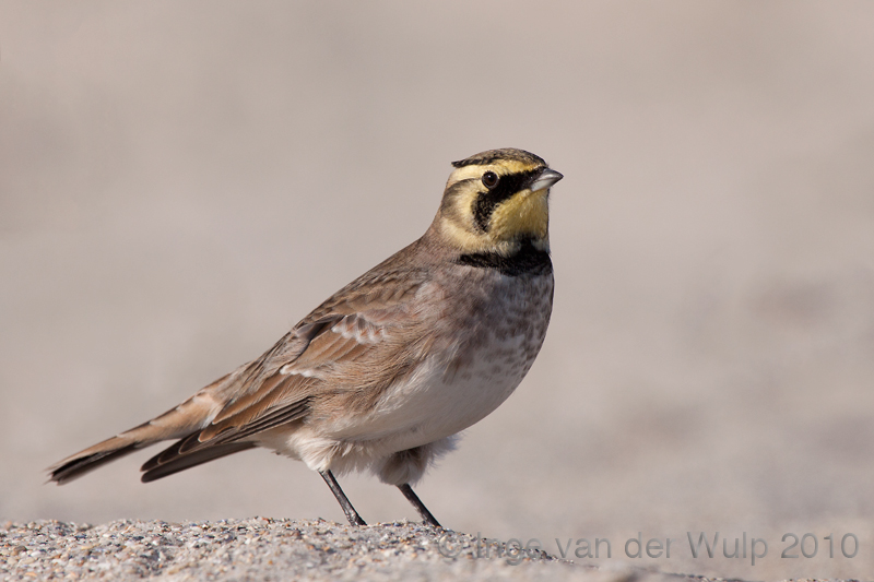 Shore lark - Strandleeuwerik - Eremophila alpestris