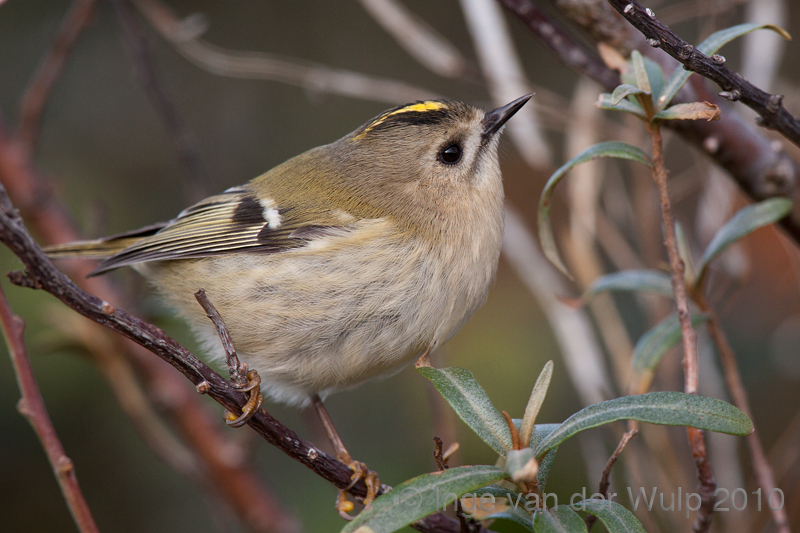 Goldcrest - Goudhaan - Regulus regulus