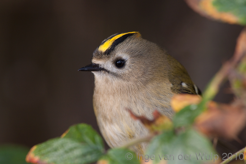 Goldcrest - Goudhaan - Regulus regulus