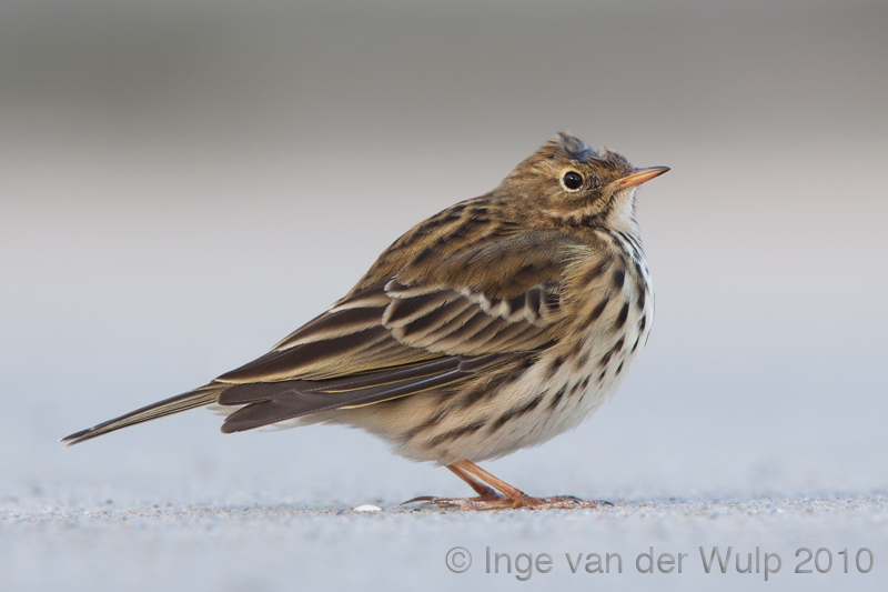 Meadow Pipit - Graspieper - Anthus pratensis