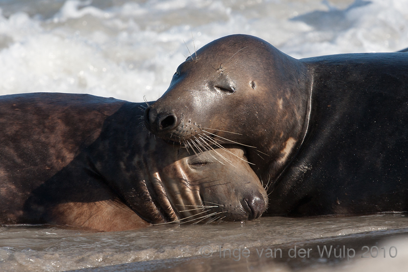 Grey seal - Grijze zeehond - Halichoerus grypus