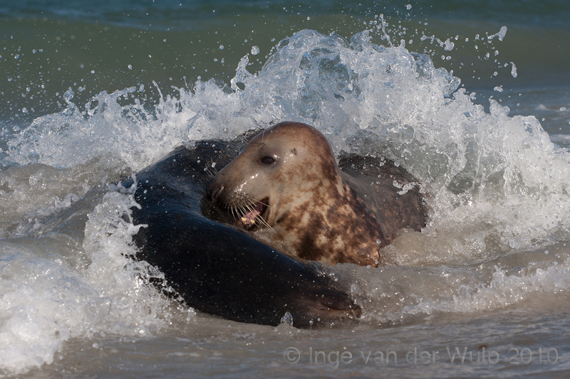 Grey seal - Grijze zeehond - Halichoerus grypus