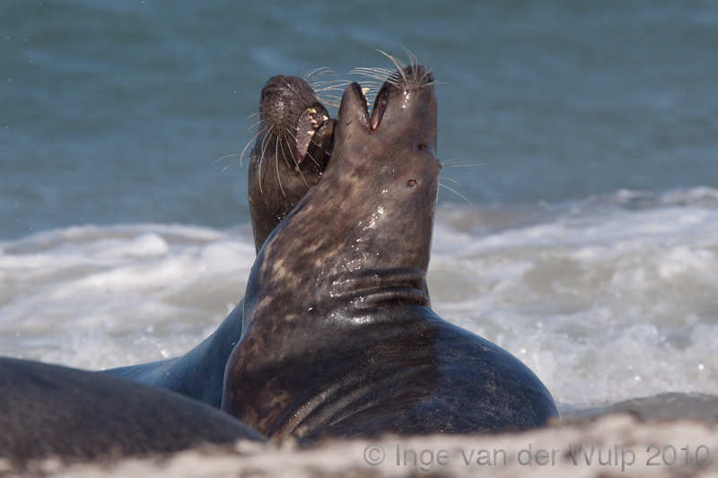 Grey seal - Grijze zeehond - Halichoerus grypus