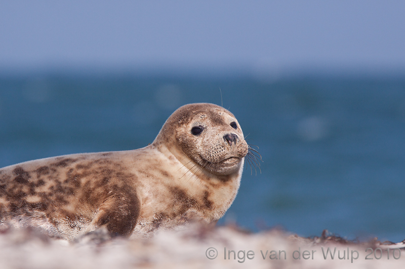 Grey seal - Grijze zeehond - Halichoerus grypus