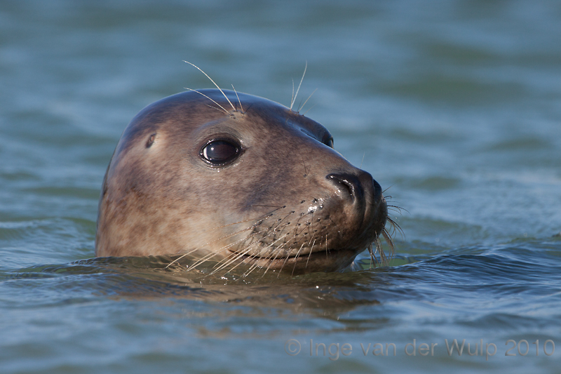 Grey seal - Grijze zeehond - Halichoerus grypus