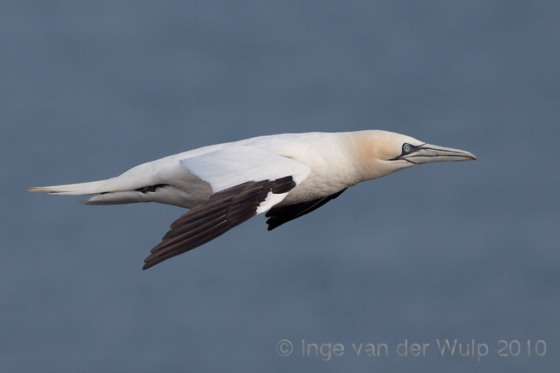Gannet - Jan van Gent - Sula bassana