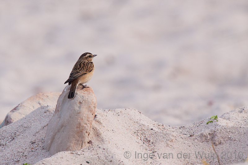 Whinchat - Paapje - Saxicola rubetra