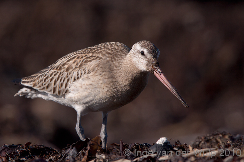 Bar tailed Godwit - Rosse Grutto - Limosa lapponica