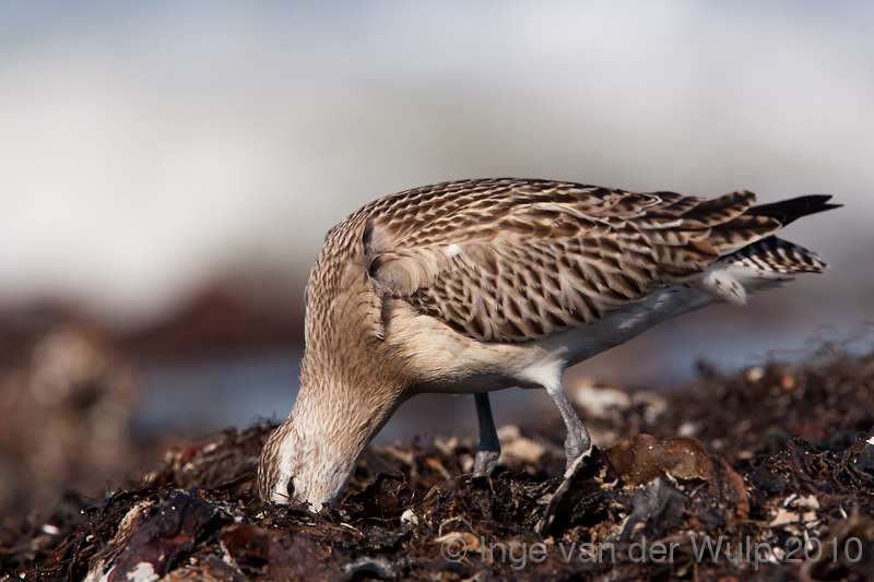 Bar tailed Godwit - Rosse Grutto - Limosa lapponica