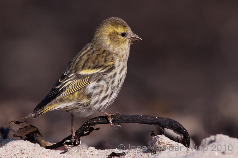 Siskin - Sijs - Carduelis spinus