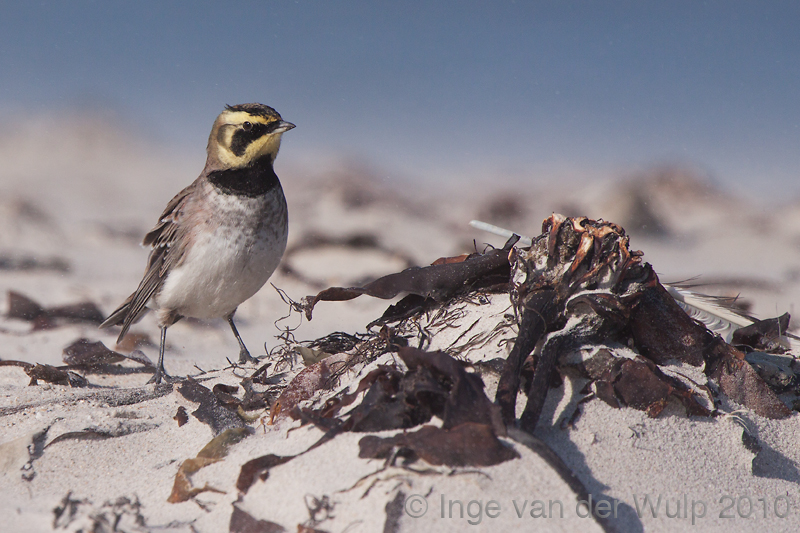 Shore lark - Strandleeuwerik - Eremophila alpestris