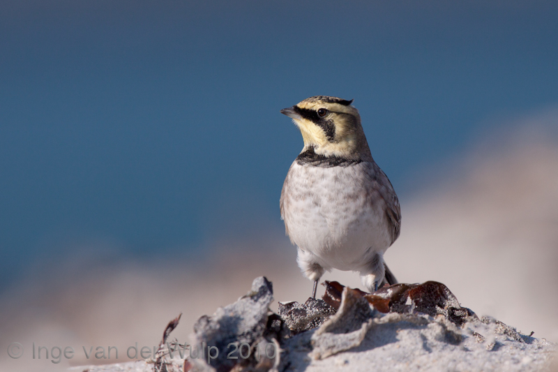 Shore lark - Strandleeuwerik - Eremophila alpestris
