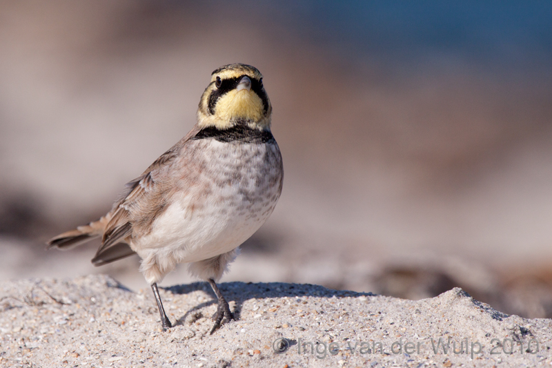 Shore lark - Strandleeuwerik - Eremophila alpestris