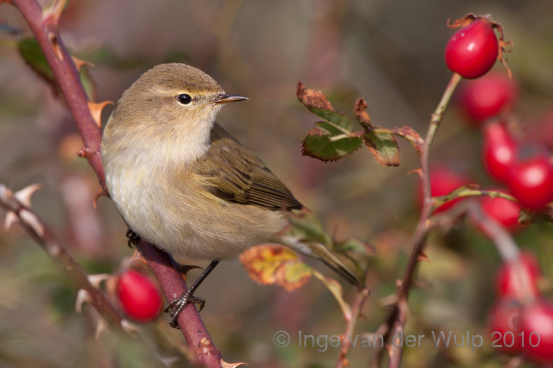 Chiffchaff - Tjiftjaf - Phylloscopus collybita