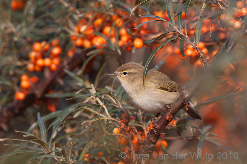 Chiffchaff - Tjiftjaf - Phylloscopus collybita