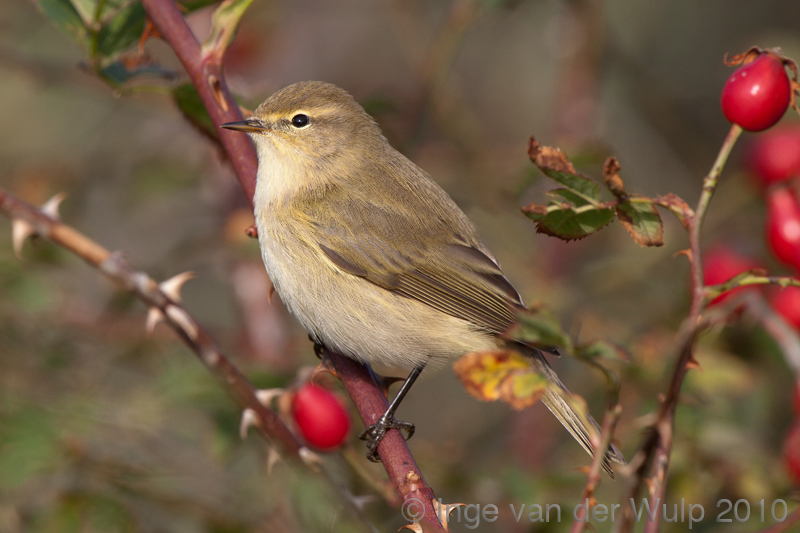 Chiffchaff - Tjiftjaf - Phylloscopus collybita