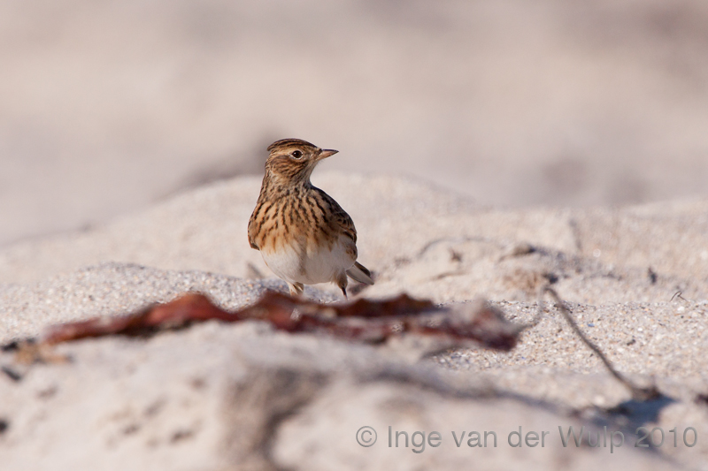 Sky lark - Veldleeuwerik-  alauda arvensis