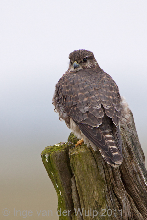 Merlin - Smelleken - Falco columbarius