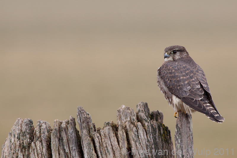 Merlin - Smelleken - Falco columbarius