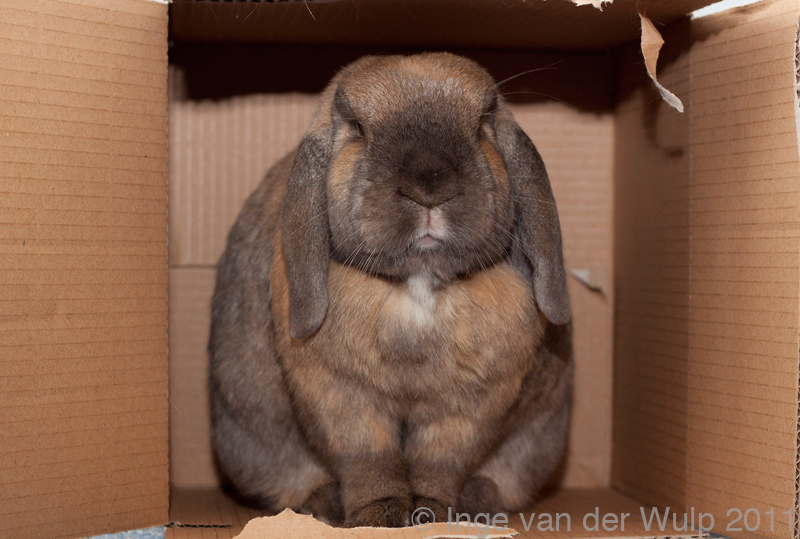 My house bunny Sam