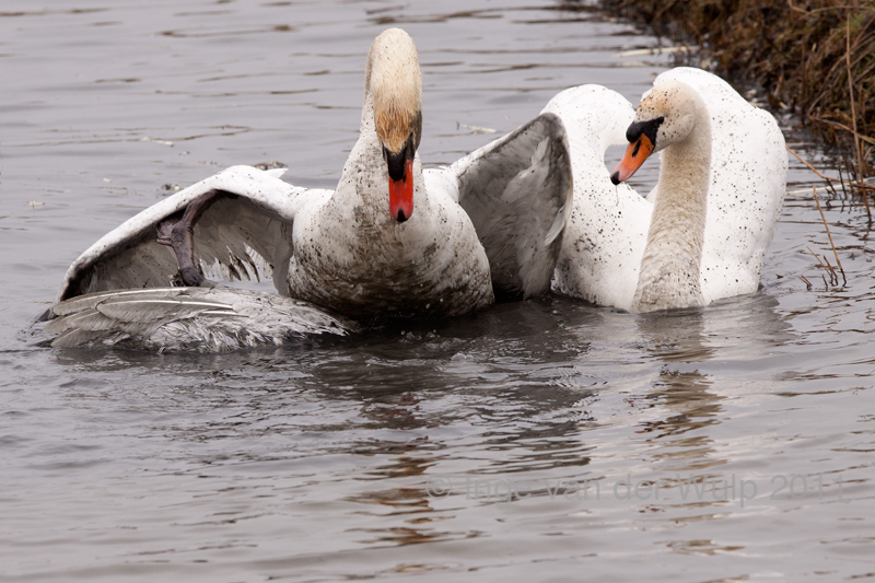 Mute Swan - Knobbelzwaan - Cygnus olor