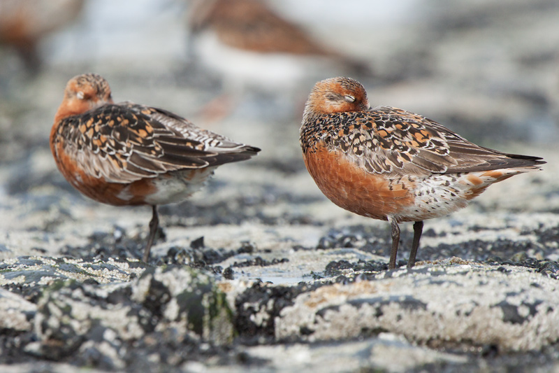 Knot - Kanoet - Calidris canutus