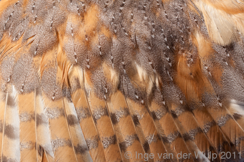 Barn owl - Kerkuil - Tyto alba