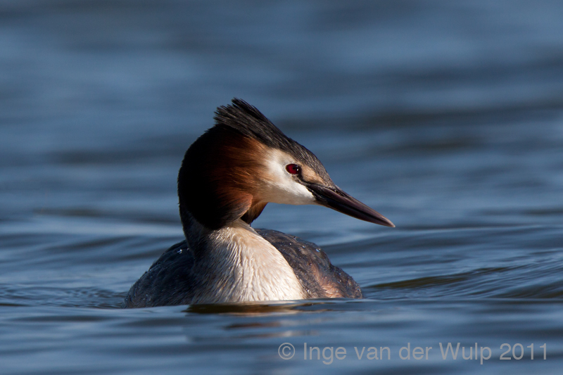 Great Crested Grebe - Fuut - Podiceps cristatus