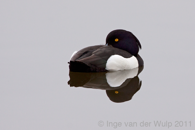 Tufted Duck- Kuifeend - Aythya fuligula