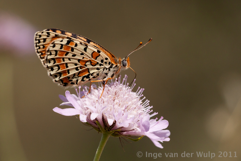 Spotted Fritillary - Tweekleurig parelmoervlinder - Melitaea didyma