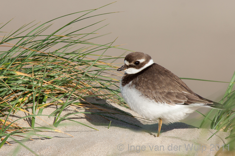 Ringed Plover - Bontbekplevier - Charadrius hiaticula