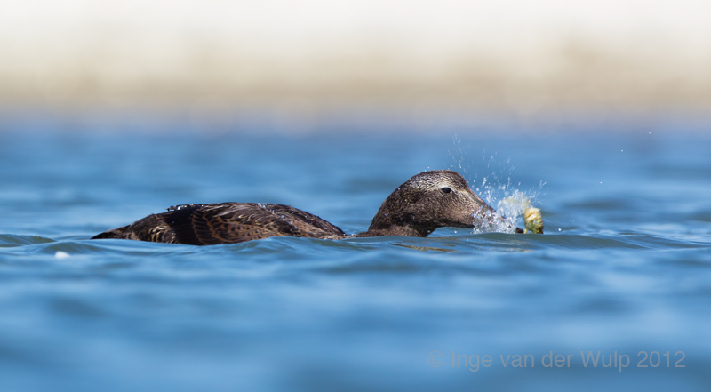 Eider - Somateria mollissima