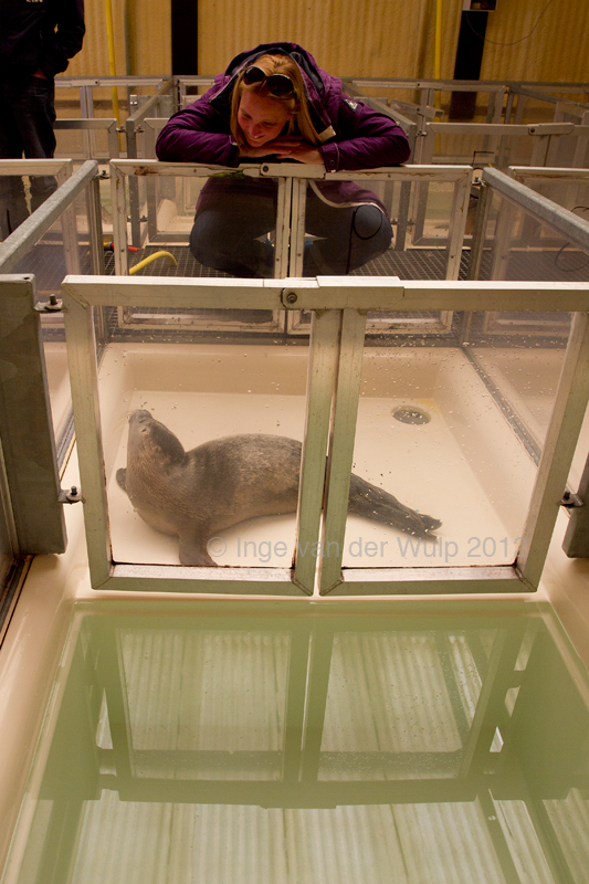 Me talking to my own Harbor seal