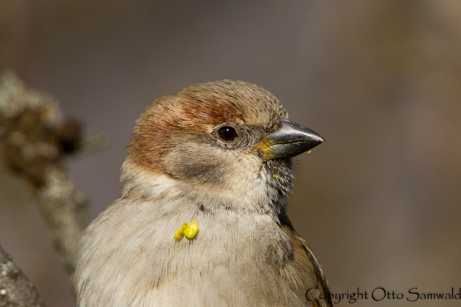 House x Tree Sparrow Hybrid - Passer domesticus x P. montanus