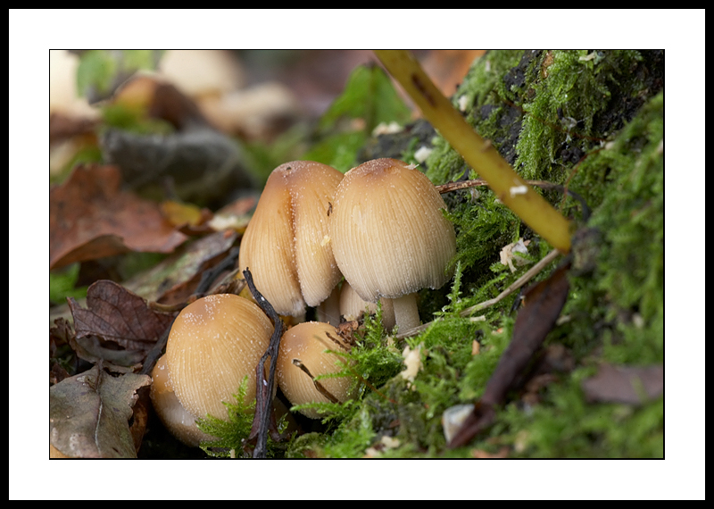 Fungi base of tree