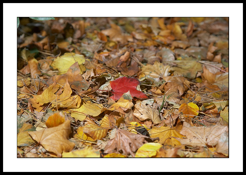 Fallen leaves