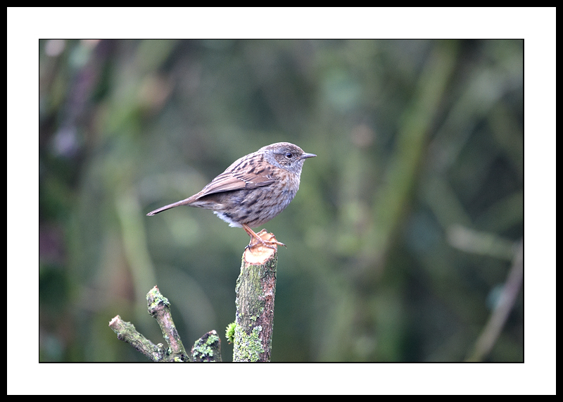 Hedge accentor