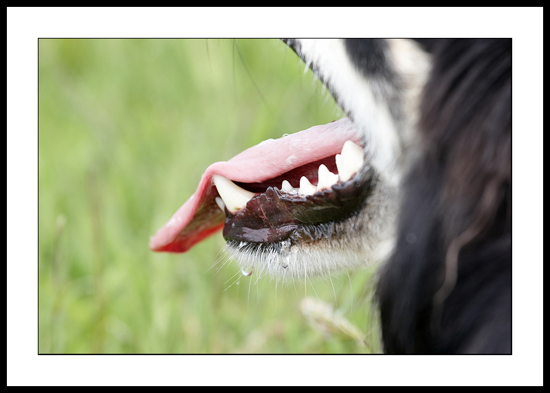 Healthy teeth