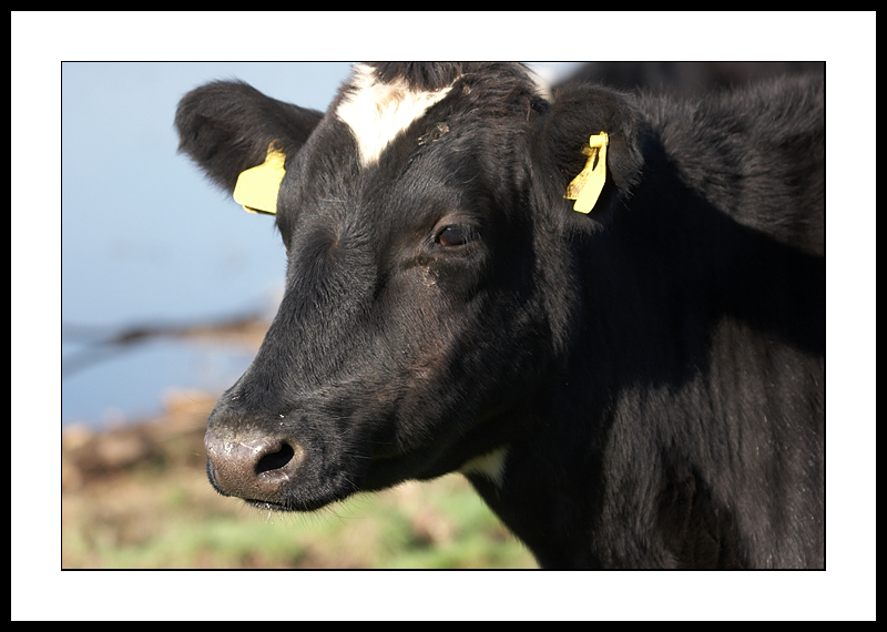 Cows head