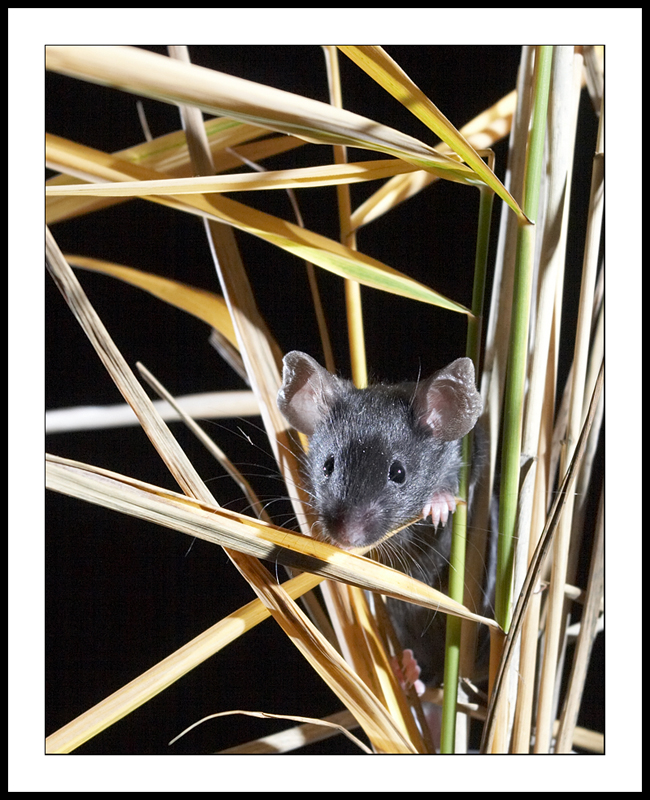 Mouse in reeds