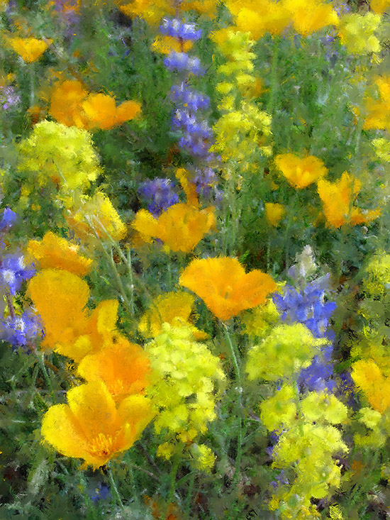 Desert Wildflowers #2Globe, AZ