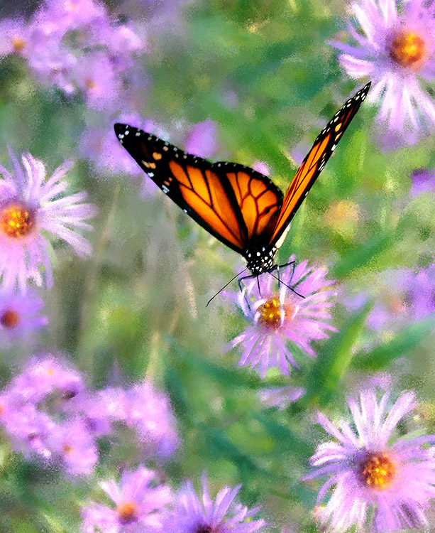 Butterfly & FlowersStoddard, NH