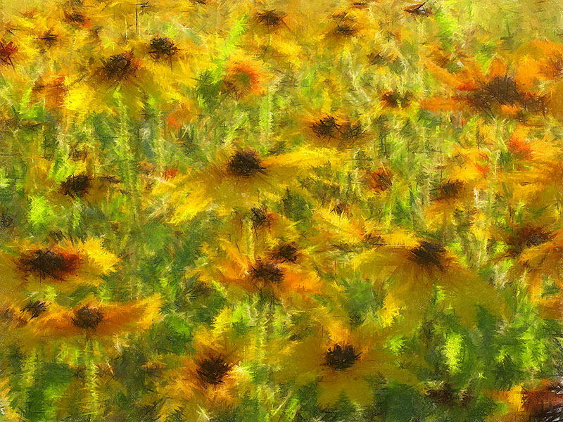 Field of FlowersSunapee, NH