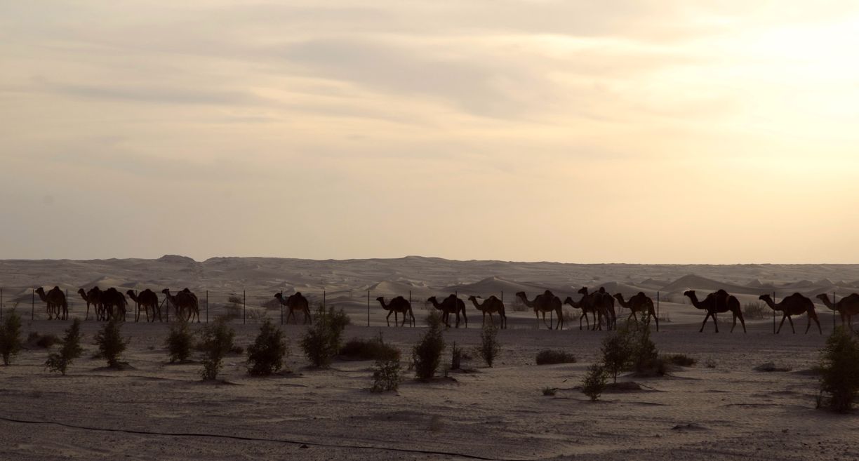 Desert in Liwa