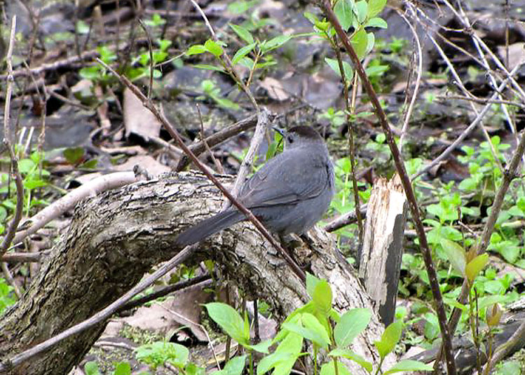 Gray Catbird